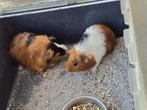 cavia, Dieren en Toebehoren, Knaagdieren, Mannelijk, Cavia