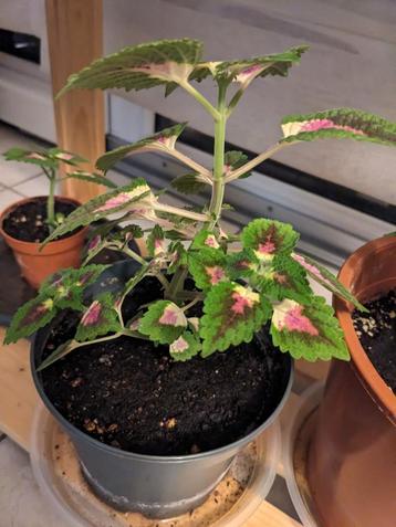 Kamer-/buitenplant * Coleus decurrens. beschikbaar voor biedingen