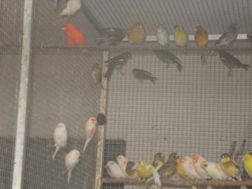 A vendre plusieurs sortes d'oiseaux exotiques, Animaux & Accessoires, Oiseaux | Oiseaux Autre, Oiseau tropical, Plusieurs animaux