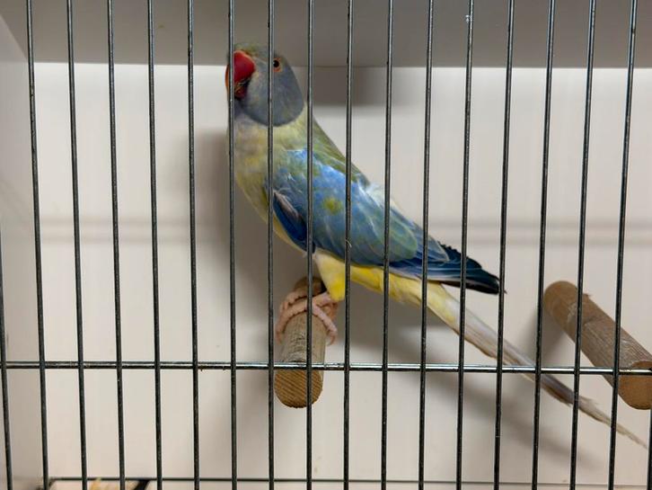 Halsbandparkiet, Animaux & Accessoires, Oiseaux | Perruches & Perroquets, Perruche, Plusieurs animaux, Bagué