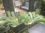 Monstera Thai Constellation kopstek, Ophalen