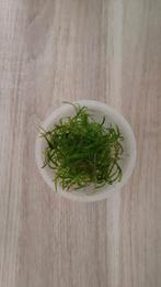 Verschillende Aquariumplanten, Enlèvement, Plante(s), Pierre ou Bois