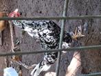 Bonte leghorn, Dieren en Toebehoren, Vogels | Overige Vogels