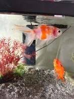 2 goudvissen, Dieren en Toebehoren, Vissen | Aquariumvissen, Vis, Zoetwatervis