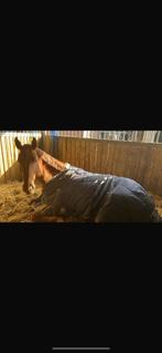 Harrys horse staldeken 200gram 155/205, Dieren en Toebehoren, Ophalen of Verzenden, Zo goed als nieuw, Deken