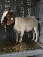 Mieke de chèvre Boer, Animaux & Accessoires, Femelle, Chèvre, 0 à 2 ans