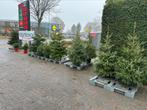 Kerstbomen Nordmann Kerstboom Blauwspar Omorika de mooiste, Tuin en Terras, Ophalen, Overige soorten