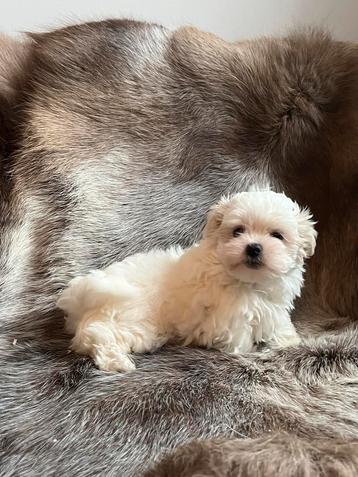 Chiots Bichon Maltais disponible aux enchères