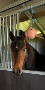 Knappe jaarling hengst, Animaux & Accessoires, Chevaux & Poneys | Étalons & Juments poulinières