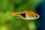 (6x) Rasbora aquariumvis - vis - vissen - aquarium, Dieren en Toebehoren, Vis, Zoetwatervis, Schoolvis