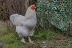 5 jonge Brahma hanen, Dieren en Toebehoren, Mannelijk, Kip