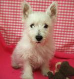 Superleuke Westie pups!, 15 weken tot 1 jaar, Overige rassen, Buitenland, Meerdere