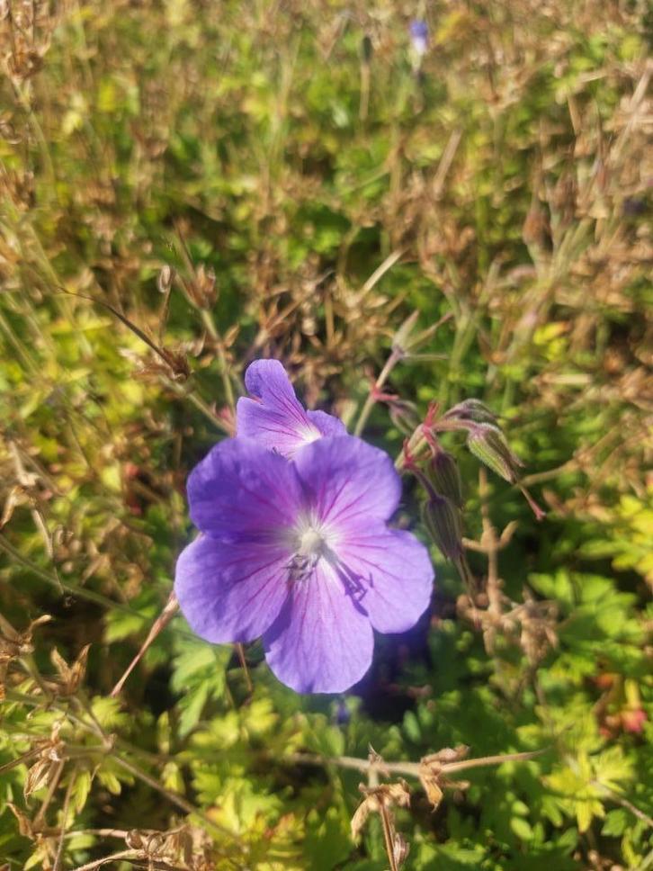 Geranium ´Johnsons Blue ' blauwe bodembedekker, Tuin en Terras, Planten | Tuinplanten, Vaste plant, Bodembedekkers, Halfschaduw