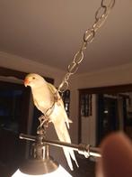 Halsbandparkiet half tam, Dieren en Toebehoren, Tam