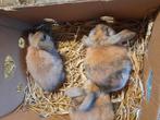 Ndh dwerghangoortjes voedsters negen weken 10 euro, Dieren en Toebehoren, Konijnen