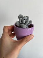 Vetplant, Huis en Inrichting, Kamerplanten, Ophalen, Vetplant, Volle zon