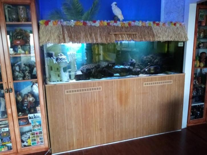 zeeaquarium, Dieren en Toebehoren, Vissen | Aquaria en Toebehoren, Ophalen