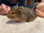 Jong zeugje, Dieren en Toebehoren, Knaagdieren, Oktober, Vrouwelijk, Cavia