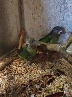 Poicephalus cryptoxanthus - bruinkoppapegaai, Dieren en Toebehoren, Vogels | Parkieten en Papegaaien, Meerdere dieren, Papegaai