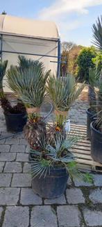 Chamaerops cerifera palmboom, Tuin en Terras, Planten | Tuinplanten, Ophalen