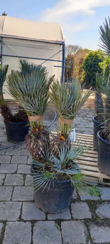 Chamaerops cerifera palmboom  beschikbaar voor biedingen