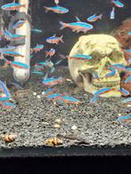 Kardinaal tetra locatie maastricht, Dieren en Toebehoren