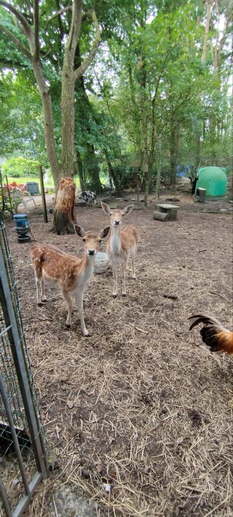 Damherten, Dieren en Toebehoren, Overige Dieren, Vrouwelijk, Januari