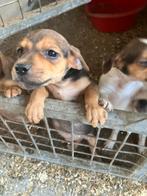 Mooie Jack Russel te koop, Dieren en Toebehoren, Honden | Jack Russells en Terriërs, België, Fokker | Hobbymatig, Jack Russell Terriër