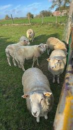 Bokken, Dieren en Toebehoren