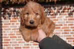 Prachtige Mini/Medium & Medium Labradoodle pups met stamboom, Dieren en Toebehoren, Parvo, België, Overige rassen, 8 tot 15 weken