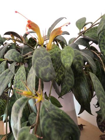 Aeschynanrhus longicaulis/ lipstickplant beschikbaar voor biedingen