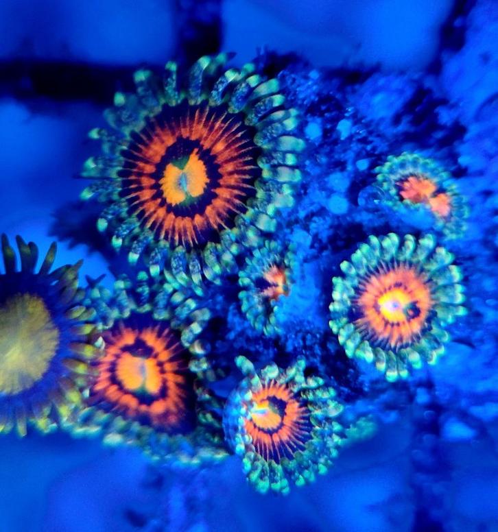 Zoanthus/buttons, Dieren en Toebehoren, Vissen | Aquaria en Toebehoren, Nieuw, Gevuld zeewateraquarium, Ophalen