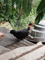 3 naakthalskrielen hennen te koop samen, Dieren en Toebehoren, Vrouwelijk, Kip