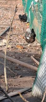 Haan, Dieren en Toebehoren, Pluimvee