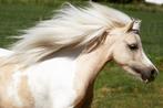 Amha merries, Dieren en Toebehoren, Merrie
