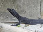 varanus beccarii, Dieren en Toebehoren, Reptielen en Amfibieën