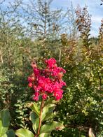 Lagerstroemia indica struiken, Ophalen