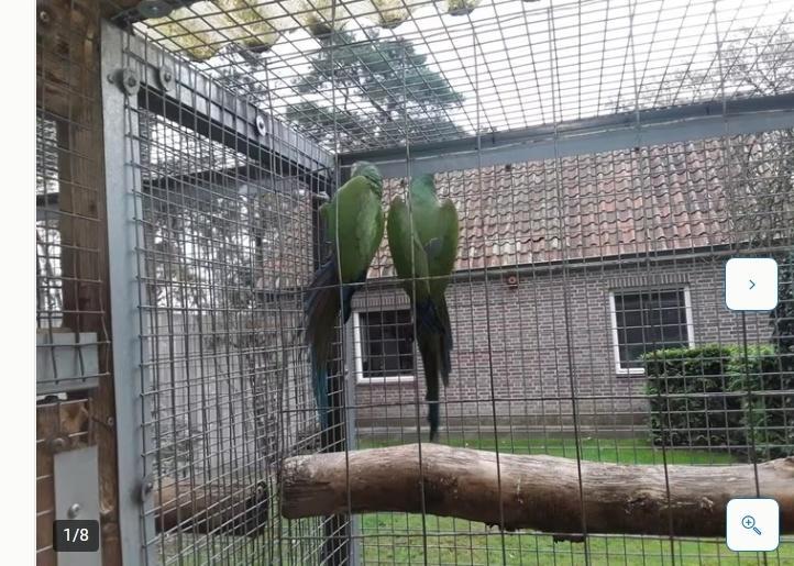 koppel ara severa, Dieren en Toebehoren, Vogels | Parkieten en Papegaaien, Papegaai, Geringd