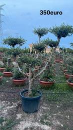 ‼️olijfbomen olea europaea plato aan promoprijzen ‼️, Ophalen