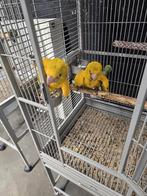 Tamme baby Goudparkieten met DNA en getest op alle ziektes, Dieren en Toebehoren, Meerdere dieren, Parkiet, Geringd