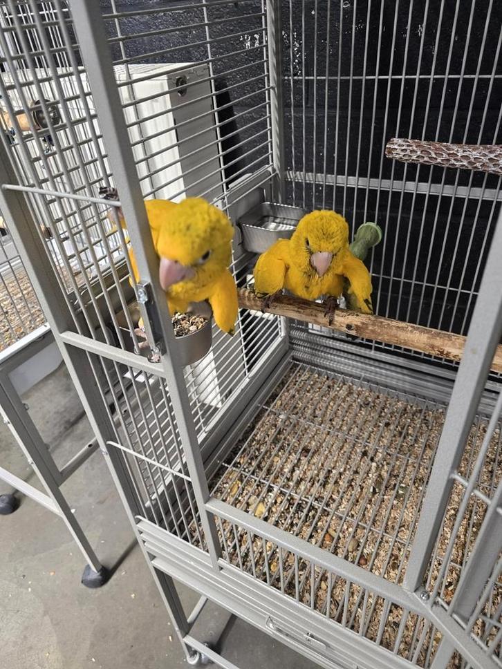 Tamme baby Goudparkieten met DNA en getest op alle ziektes, Dieren en Toebehoren, Vogels | Parkieten en Papegaaien, Parkiet, Meerdere dieren