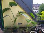 Strelizia Nicolai, Huis en Inrichting, Kamerplanten, Overige soorten, 150 tot 200 cm, Bloeiende kamerplant, Ophalen