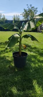 Musa basjoo winterharde banaan, Tuin en Terras, Ophalen