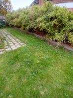 Bambouplanten, Tuin en Terras, Planten | Bomen, Ophalen