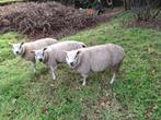 3 Texel dekrammen te koop., Animaux & Accessoires, Moutons, Chèvres & Cochons, Mâle, Mouton, 0 à 2 ans