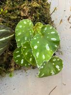 Begonia jiewhoei, Dieren en Toebehoren, Ophalen of Verzenden, Nieuw, Tak, Plant, Rots of Steen