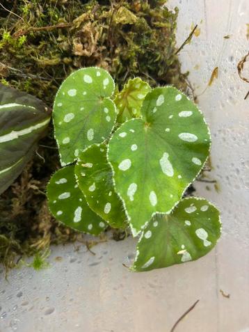 Begonia jiewhoei beschikbaar voor biedingen