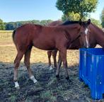 Paint merrie veulen, Dieren en Toebehoren, Paarden, Merrie, 0 tot 2 jaar, Gechipt, Westernpaard