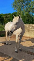 14 jarige Arabische volbloed, Dieren en Toebehoren, Merrie, B, Gechipt, 11 jaar of ouder