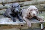 labrador pups in charcoal en silver, ouders zijn aanwezig, CDV (hondenziekte), Meerdere, 8 tot 15 weken, Meerdere dieren
